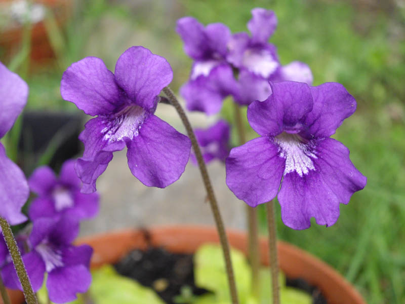 Pinguicula grandiflora photo